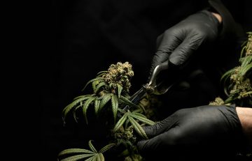 close up view of a person's hands wearing black surgical gloves and using scissors to cut Cannabis plant