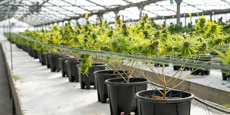 rows of potted Cannabis plants inside a greenhouse